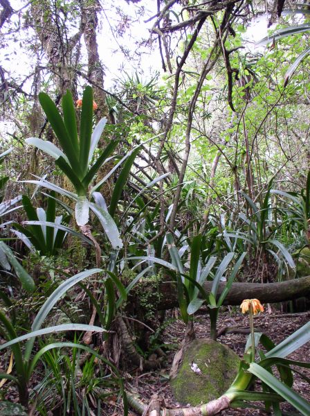 Mpumalanga Foret tropicale  